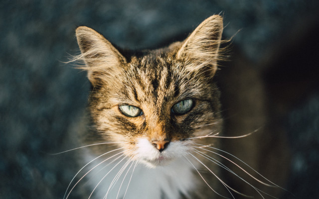 Cat white whiskers blue eye free wallpaper for desktop - medium preview image