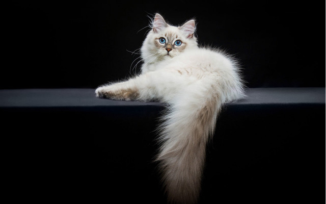 White cat blue eyes arabesque free wallpaper for desktop - medium preview image