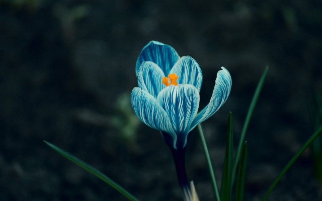 Blue flower yellow center grass free wallpaper for desktop - medium preview image
