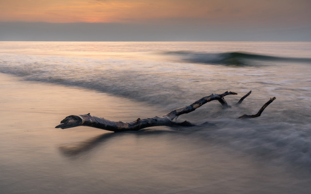 Dead tree beach waves sunset free wallpaper for desktop - medium preview image