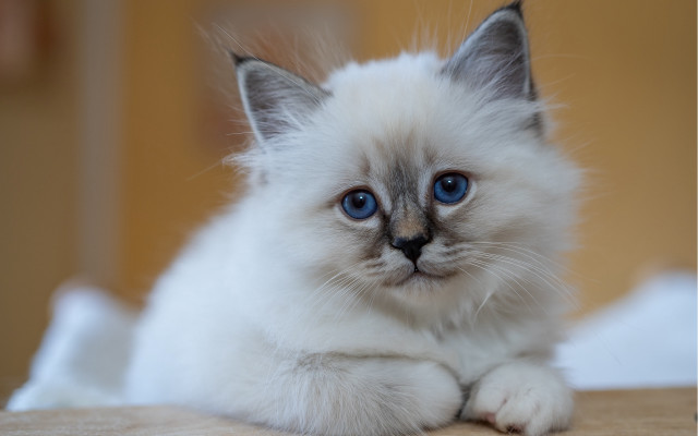 White kitten blue eyes serious #2 free wallpaper for desktop - medium preview image