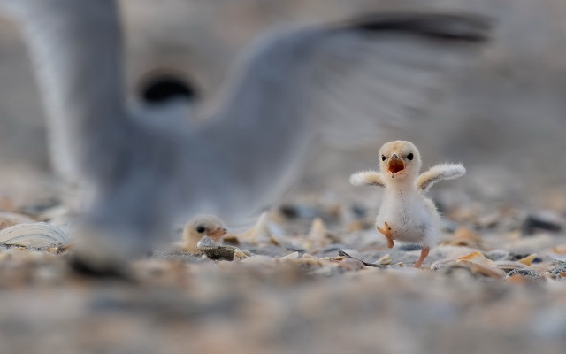 Birds beach flying explosion military free wallpaper for desktop - medium preview image