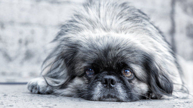 Sad small dog blue eyes free wallpaper for desktop - medium preview image