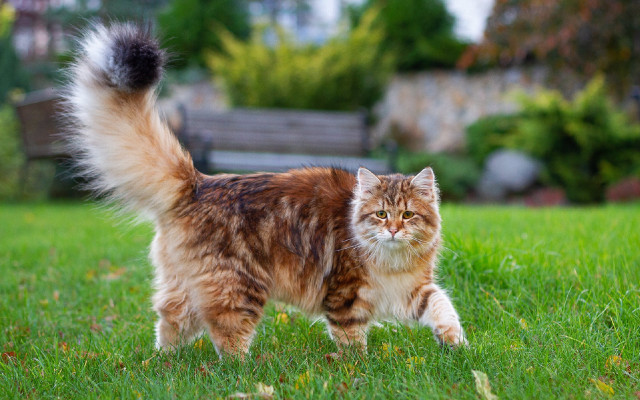 Fluffy cat walking green field free wallpaper for desktop - medium preview image