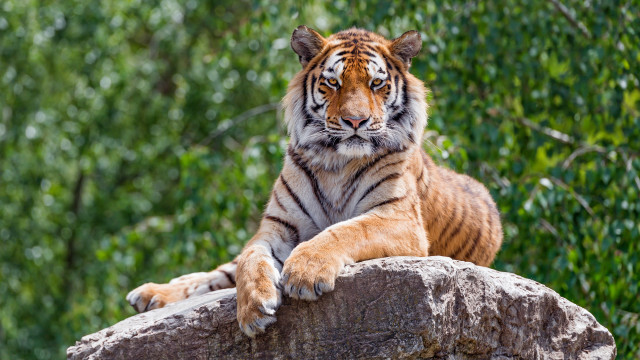 Tiger sitting on rock nature free wallpaper for desktop - medium preview image
