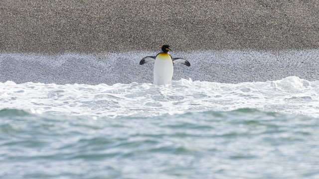 Penguin spread wings water ecological free wallpaper for desktop - medium preview image