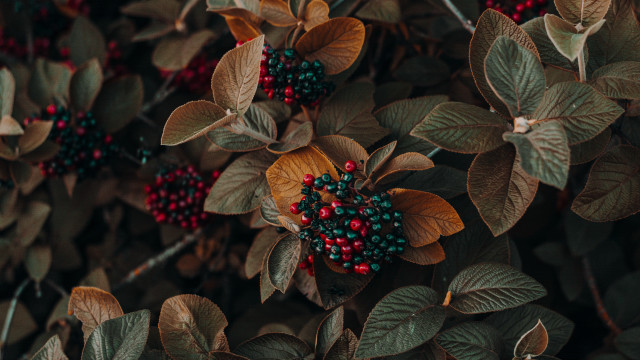Bush berries leaves butterflies bee #2 free wallpaper for desktop - medium preview image