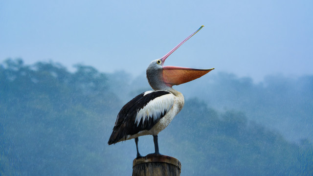 Bird post rain longbeak precisionism free wallpaper for desktop - medium preview image