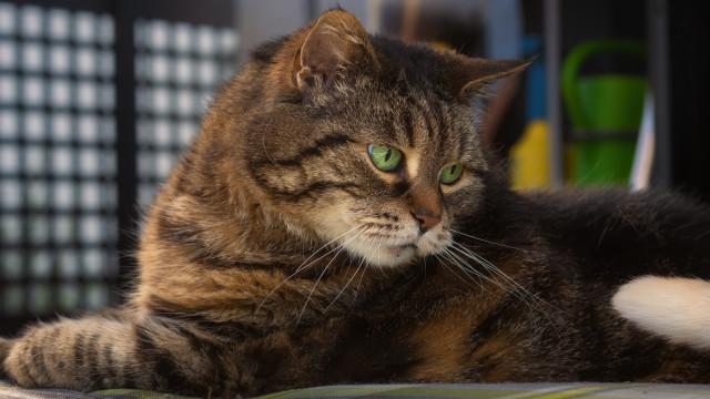 Cat green eyes blurry fence free wallpaper for desktop - medium preview image