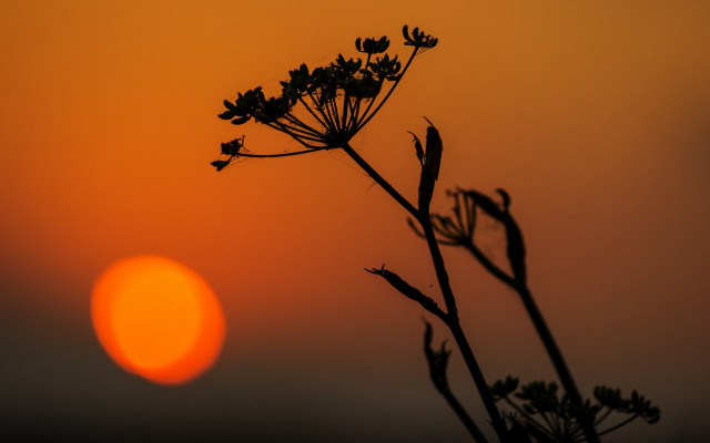 Sunset plant bamboo moon branch free wallpaper for desktop - medium preview image