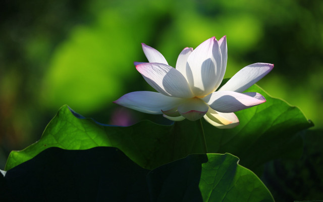 White flower green leaves blurry #2 free wallpaper for desktop - medium preview image