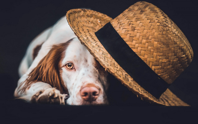 Dog straw hat laying head free wallpaper for desktop - medium preview image