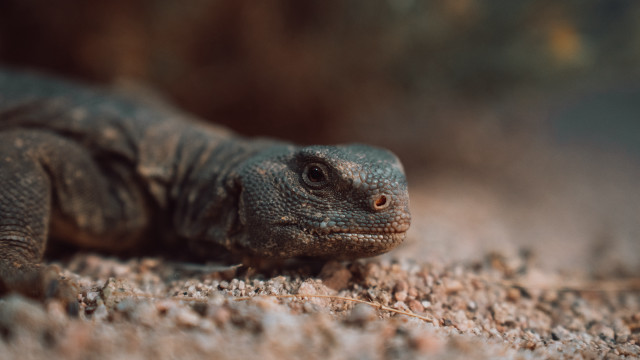 Sumatran lizard macro animal photography free wallpaper for desktop - medium preview image