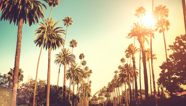 Palm tree lined street sunshine free wallpaper for desktop - medium preview image