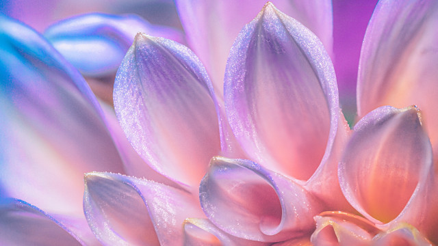 Flower water droplets blue pink free wallpaper for desktop - medium preview image