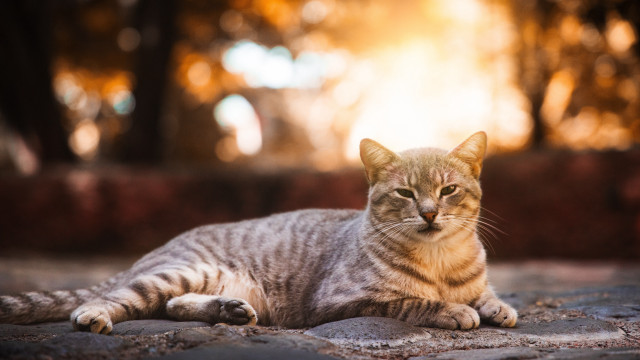 Cat stone floor park sunny free wallpaper for desktop - medium preview image