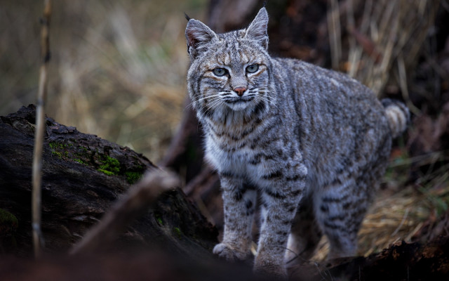 Small gray cat rock woods free wallpaper for desktop - medium preview image