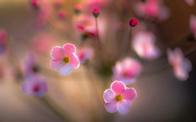 Pink flowers vase water blurry #2 free wallpaper for desktop - medium preview image