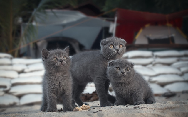 Grey kittens sand tent bokeh free wallpaper for desktop - medium preview image