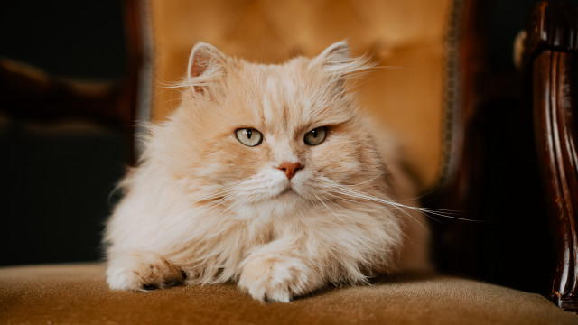 Fluffy cat sitting on chair free wallpaper for desktop - medium preview image