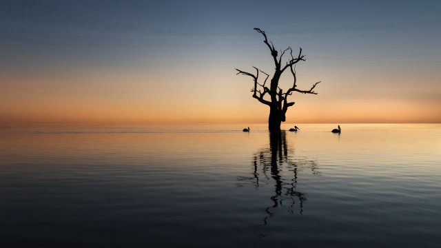 Tree water sunset ducks orange free wallpaper for desktop - medium preview image