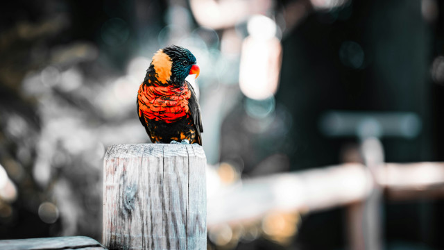 Colorful bird fauvism impresionist saturated free wallpaper for desktop - medium preview image