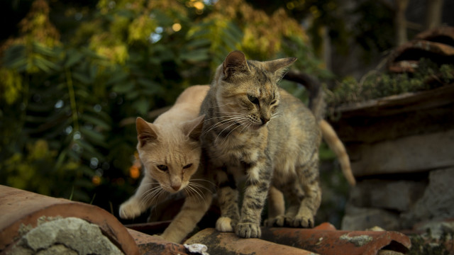Cats rock wall garden trees free wallpaper for desktop - medium preview image