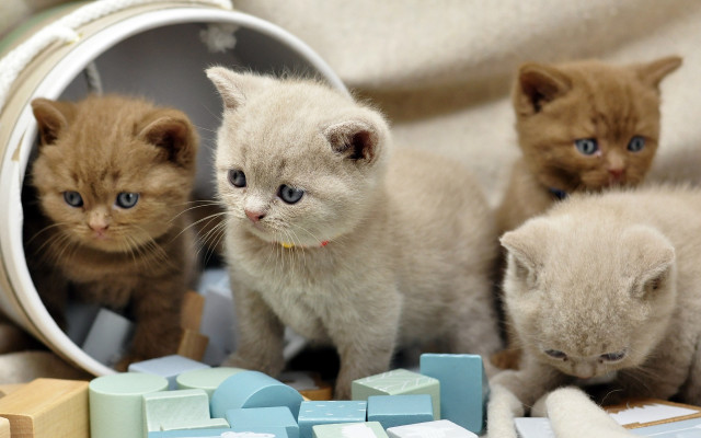 Kittens blanket toy cute adorable free wallpaper for desktop - medium preview image