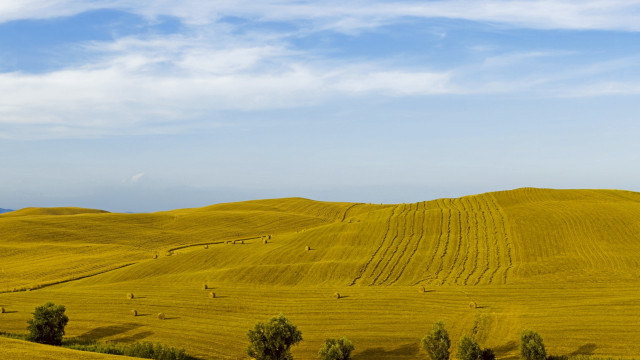 Yellow grass blue sky clouds #2 free wallpaper for desktop - medium preview image