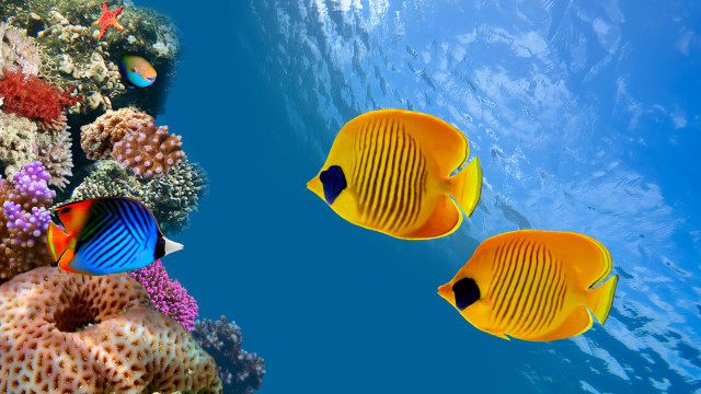 Yellow fish coral reef sponge free wallpaper for desktop - medium preview image