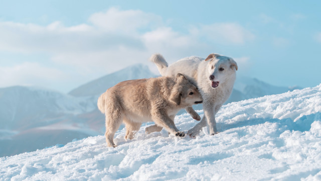 Dogs playing snow mountain top free wallpaper for desktop - medium preview image
