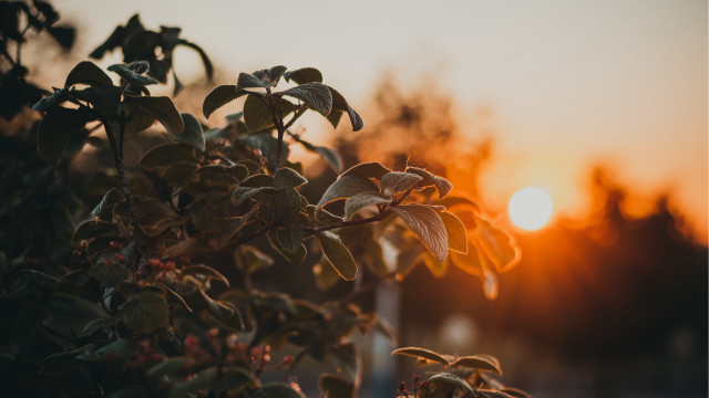 Tree sunset blurry sun lens free wallpaper for desktop - medium preview image