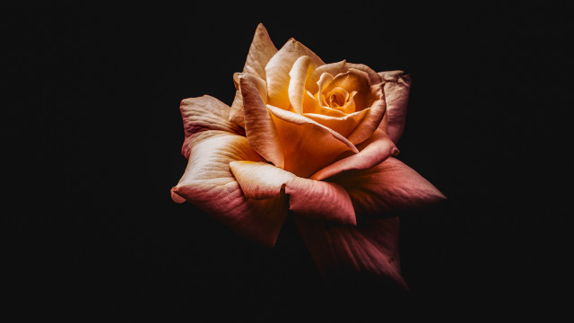 Orange rose dark background neo free wallpaper for desktop - medium preview image