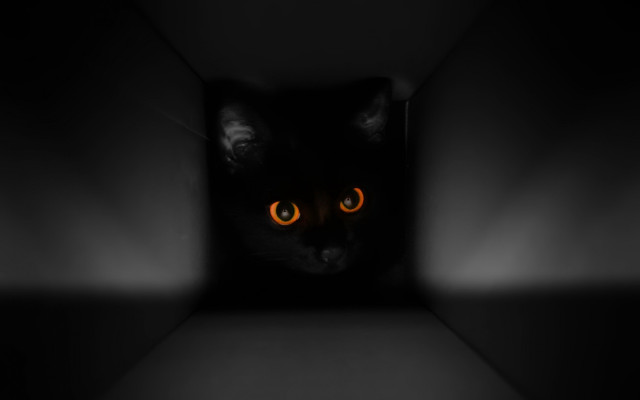 Cat glowing eyes dark room free wallpaper for desktop - medium preview image
