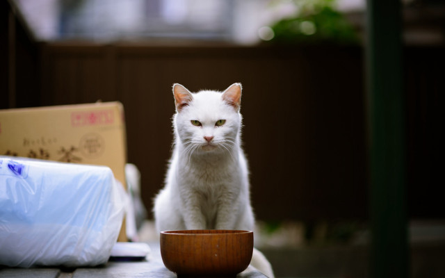 White cat table bowl tissues free wallpaper for desktop - medium preview image