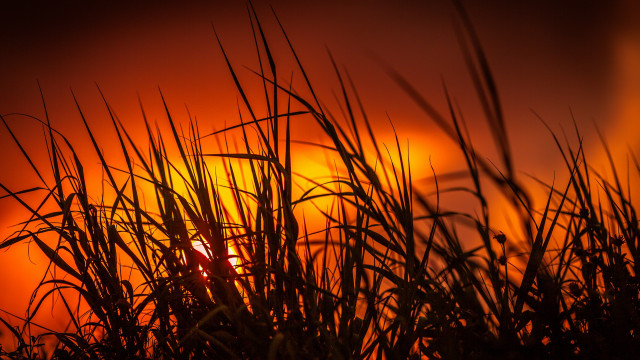 Sunset orange sky tall grass free wallpaper for desktop - medium preview image
