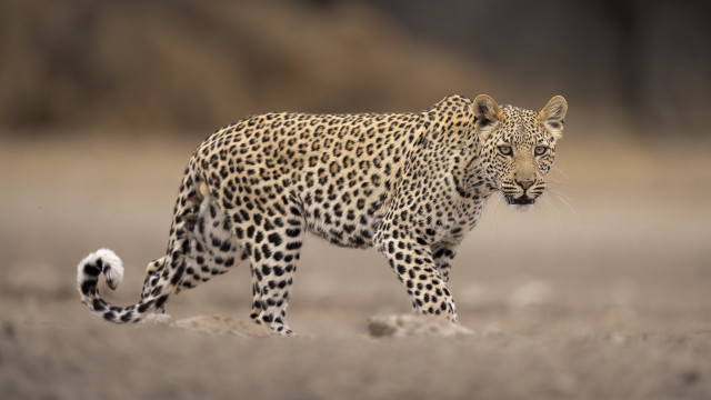 Leopard walking dry grass blurry free wallpaper for desktop - medium preview image