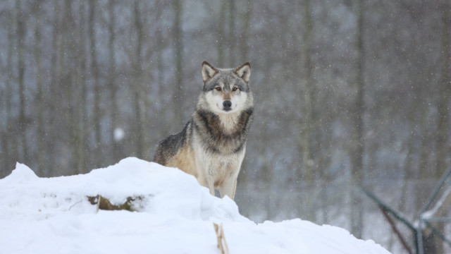 Wolf snowy hill woods astronaut free wallpaper for desktop - medium preview image