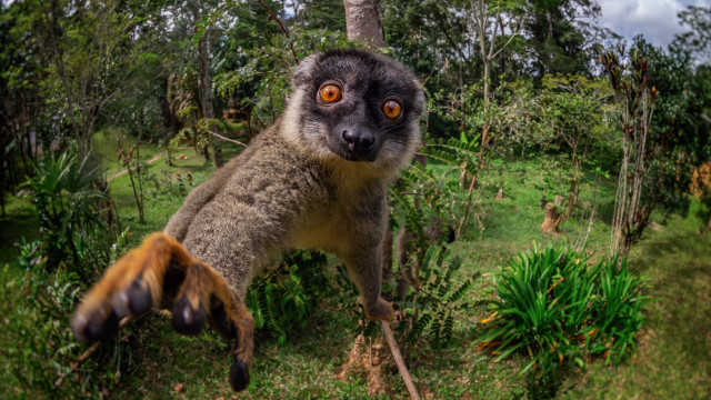 Monkey upside down forest nature free wallpaper for desktop - medium preview image