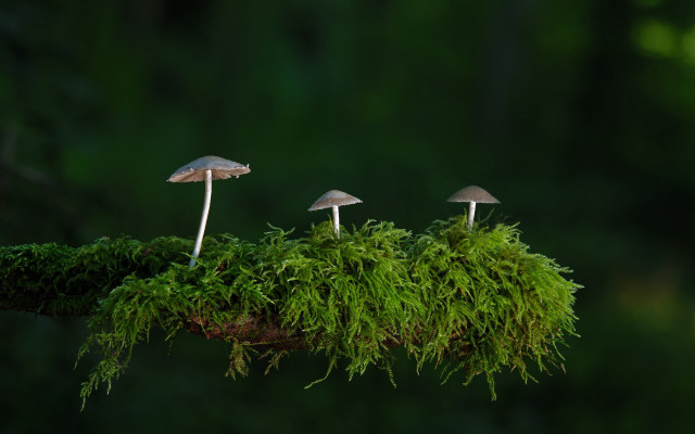 Mushrooms moss forest green nature free wallpaper for desktop - medium preview image