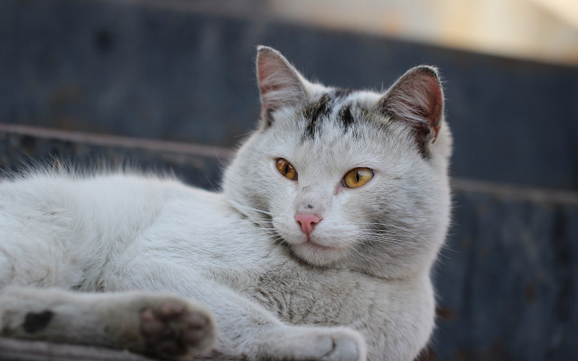 White cat laying on bench free wallpaper for desktop - medium preview image