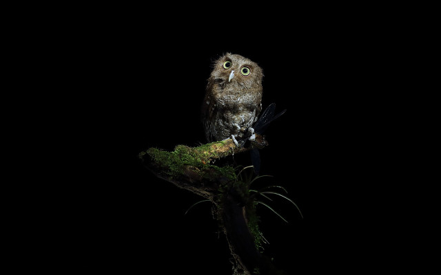 Small owl tree branch dark free wallpaper for desktop - medium preview image