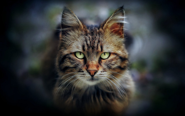Cat green eyes portrait renaissance #3 free wallpaper for desktop - medium preview image