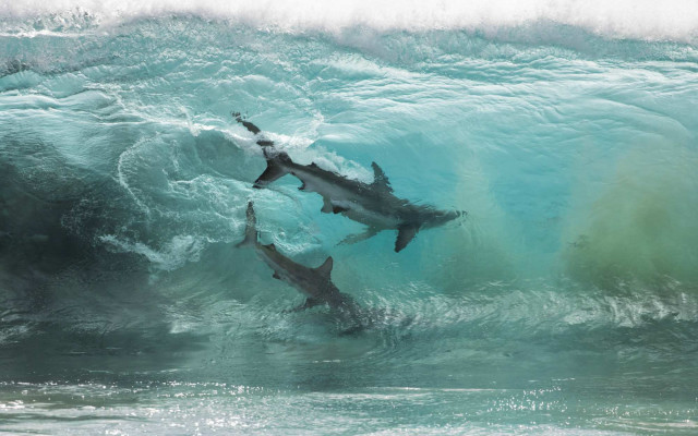 Sharks ocean wave beach photorealistic free wallpaper for desktop - medium preview image
