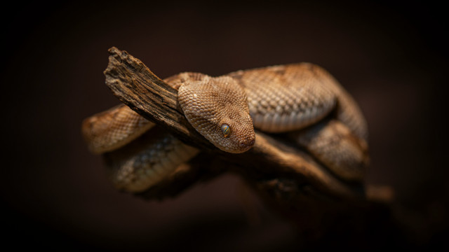 Snake lying on branch cobra free wallpaper for desktop - medium preview image