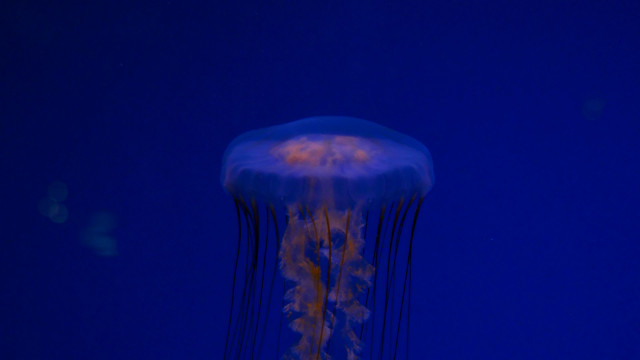 Jellyfish blue water yellow light free wallpaper for desktop - medium preview image