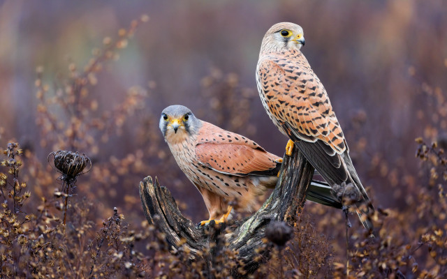 Birds of prey autumn wildlife free wallpaper for desktop - medium preview image