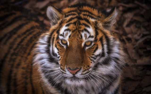 Tiger sad look black background free wallpaper for desktop - medium preview image