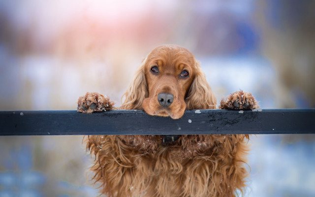 Dog coat rail paws photography free wallpaper for desktop - medium preview image