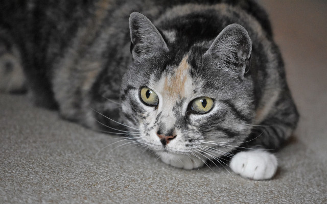 Sad cat floor blurry depth free wallpaper for desktop - medium preview image